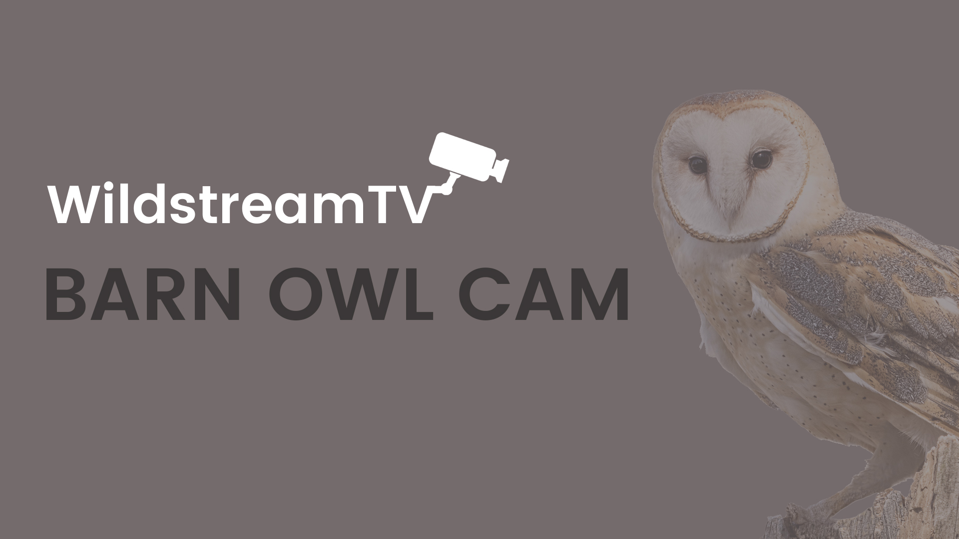Barn Owl Cam Archives Self Catering Cottage On Mull