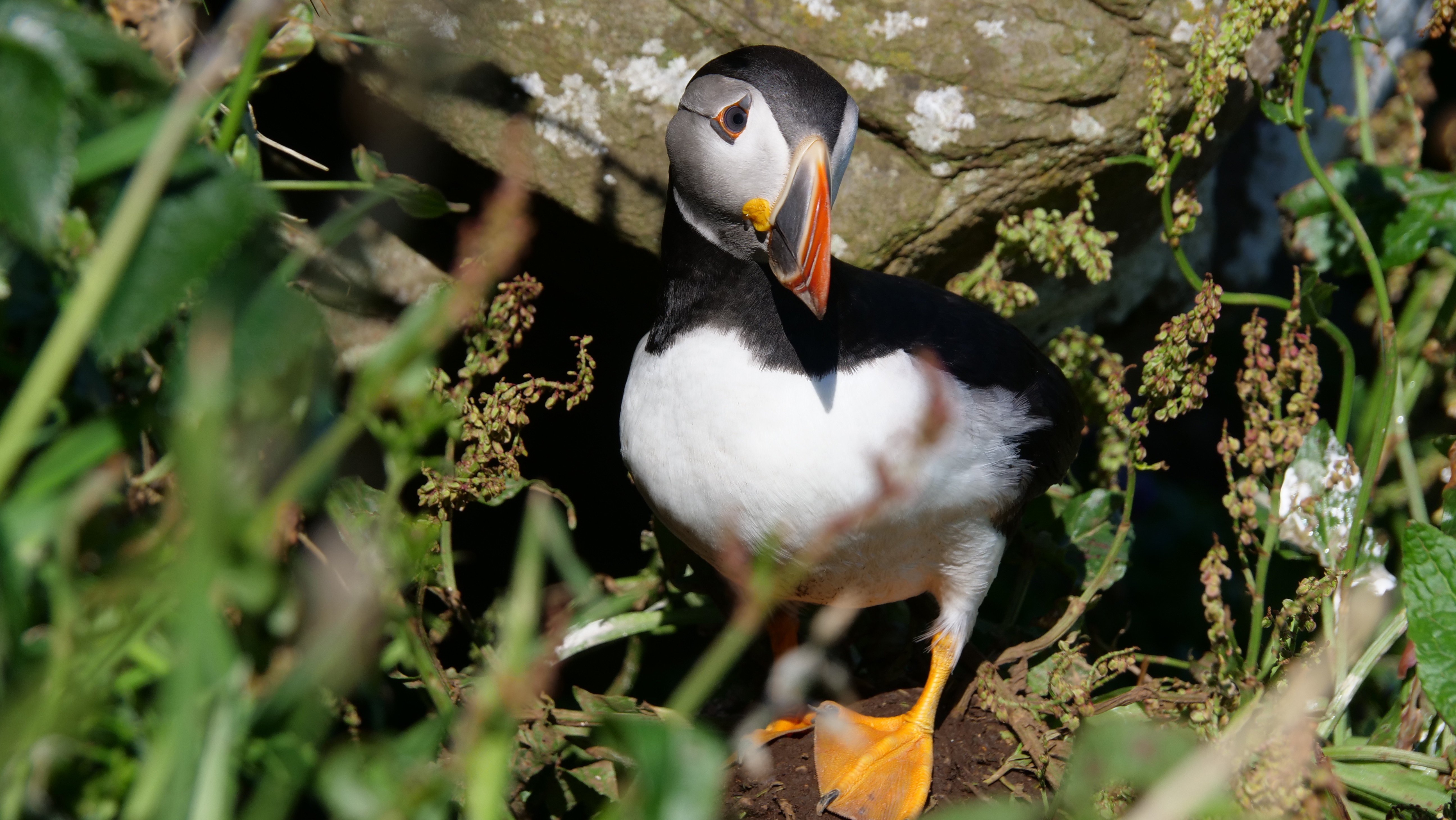 a beautiful puffin on the isle of Lunga, just off Mull.