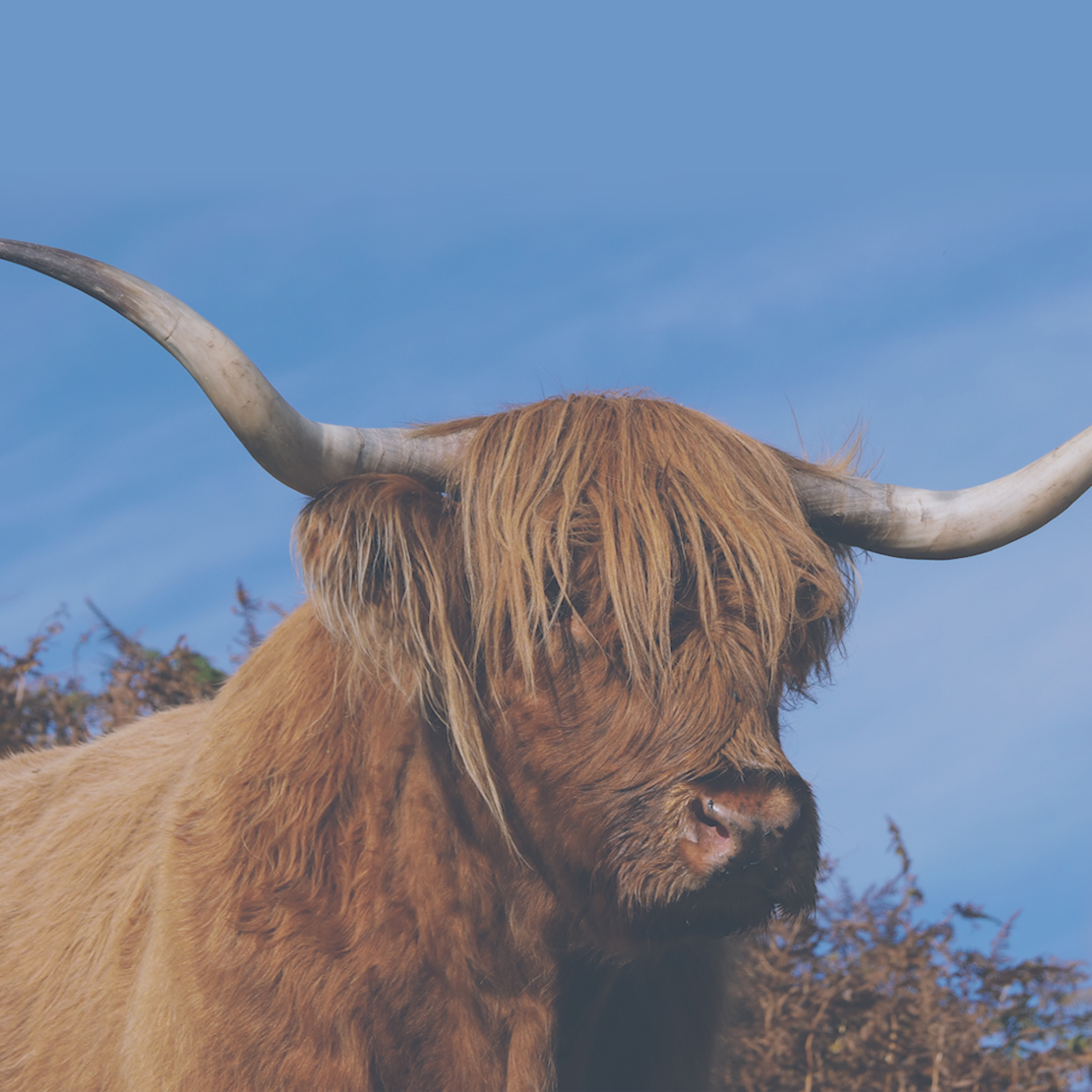 What to see on Mull